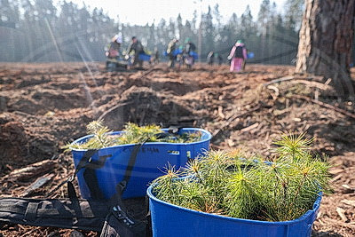 Члены Совета Республики приняли участие в акции \"Лес! Дабро! Парадак!\" в Столбцовском районе