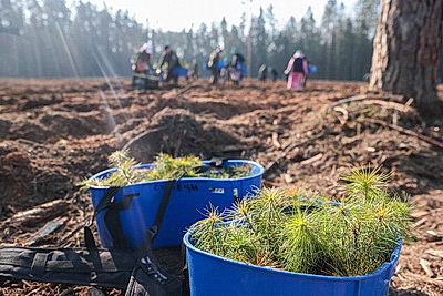Члены Совета Республики приняли участие в акции \"Лес! Дабро! Парадак!\" в Столбцовском районе