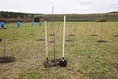 \"Символ мая, Победы, добра и плодородия\". В Беларуси проходит акция \"Яблоневый сад\"