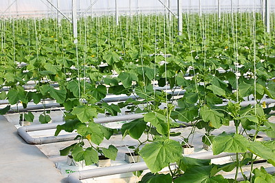 В Столинском районе созревает второй урожай огурцов в теплице