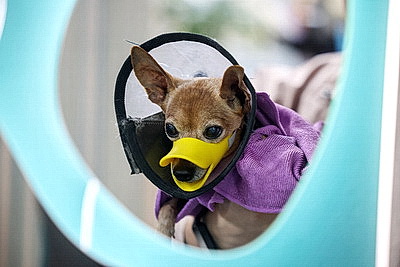 Школьник из Гродно нашел себя в груминге после первой стрижки своего йорка