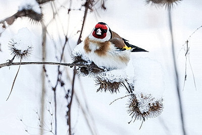 ФОТОХРОНИКА начинает новый информационный день