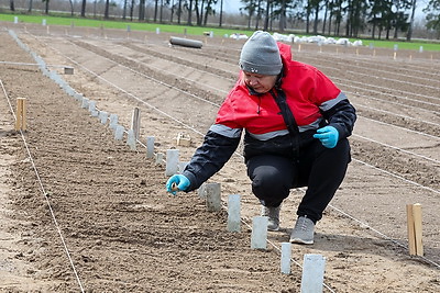 В Могилевском районе стартовал сев селекционных образцов льна-долгунца