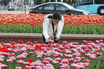 Сотни тысяч тюльпанов в преддверии Дня Победы расцвели в городах Беларуси