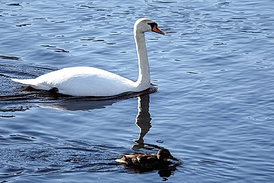 ФОТОХРОНИКА начинает новый информационный день
