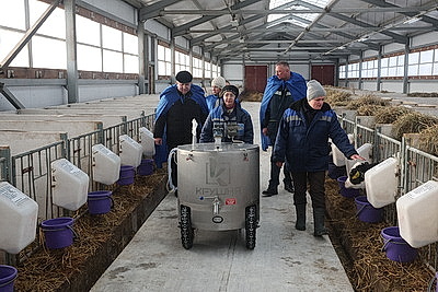 В тепле и с дополнительными порциями молока: как в Могилевской области содержат телят в морозы