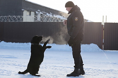Глухая чаща и бетонные завалы: секреты службы белорусского лабрадора Дарка - претендента на \"Лохматый Оскар\"