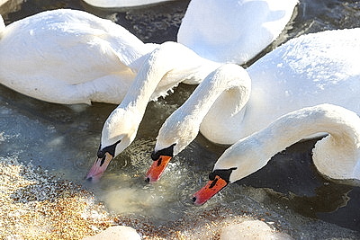 В Бресте расчищают полыньи для зимующих птиц