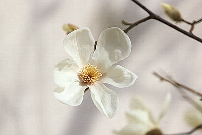 В Бресте распустилась магнолия