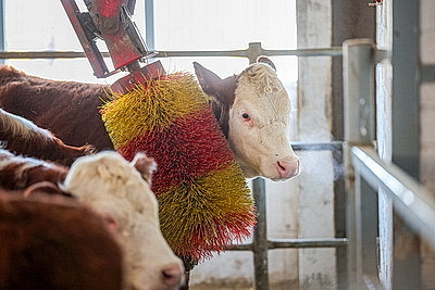 Лукашенко ознакомился с развитием мясного скотоводства и молочной отрасли