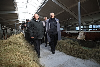 Лукашенко ознакомился с развитием мясного скотоводства и молочной отрасли