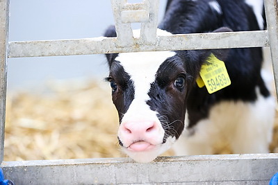 Более 130 тонн молока за жизнь и 55 литров в сутки! Необычная корова-долгожитель с нежной кличкой живет в Беларуси