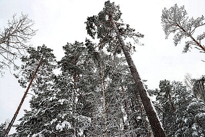 Снежный зимний день