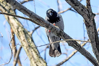 Первый весенний день