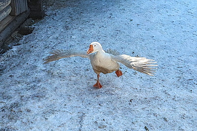 Гусиные забеги, обряды и много песен. В Костюковичском районе провели \"Гусінае свята\"
