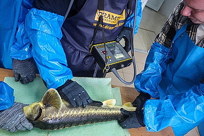 Специалистов для рыбоводства готовят в БГСХА