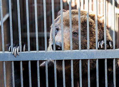 \"Чувствуют себя хорошо\". Медведицы из Витебского зоопарка вышли из зимней спячки