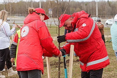 Аллею из 50 молодых лип высадили активисты-общественники в Гродно