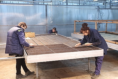 Минский парниково-тепличный комбинат к 8 Марта вырастит более 200 тыс. тюльпанов и около 60 тыс. роз