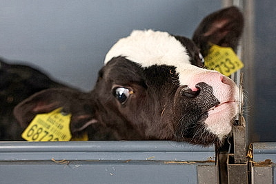 В Минской области в 2026 году планируют построить 111 профилакториев на 20 тыс. телят