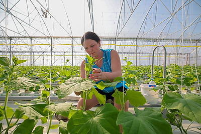 В Столинском районе созревает второй урожай огурцов в теплице