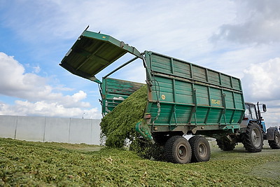 На полях Ветковского района продолжается заготовка кукурузы на силос
