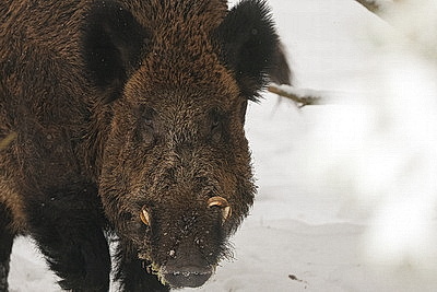 Зимний день в Березинском биосферном заповеднике