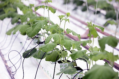 На Гродненской овощной фабрике ухаживают за рассадой, готовят ее к высадке