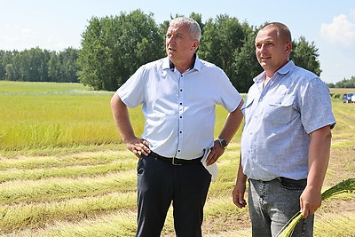 Северный шелк собирают в Гомельской области