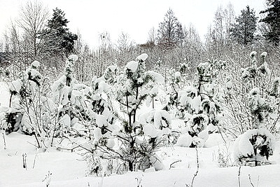 Снежный зимний день