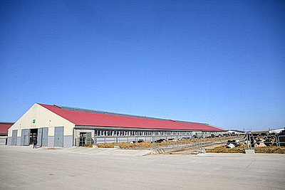 Лукашенко ознакомился с развитием мясного скотоводства и молочной отрасли