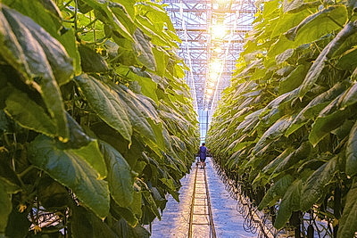 Кировский район начал сбор первого в этом году урожая ароматных тепличных огурцов