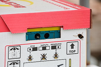 Кировский район начал сбор первого в этом году урожая ароматных тепличных огурцов