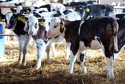 Теплые одеяла для согрева телят передали активисты Витебского областного отделения БСЖ