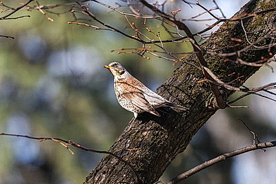 Солнечный весенний день в Минске
