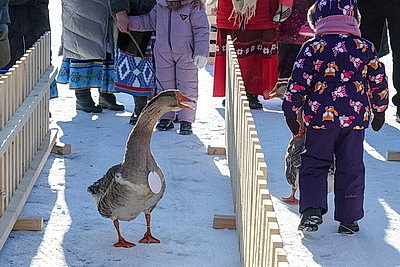 Гусиные забеги, обряды и много песен. В Костюковичском районе провели \"Гусінае свята\"