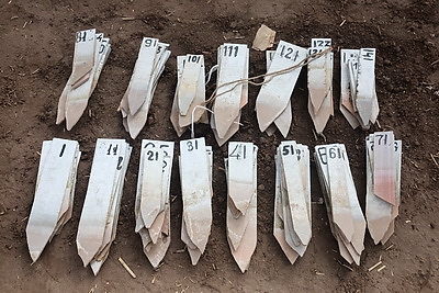 В Могилевском районе стартовал сев селекционных образцов льна-долгунца