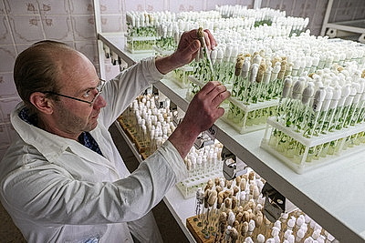 Новые сорта картофеля выращивают в Витебском зональном институте сельского хозяйства