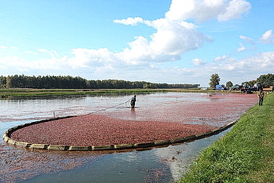 Сбор урожая клюквы в Беларуси
