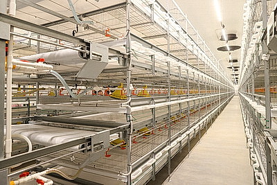 Новую площадку для откорма цыплят-бройлеров открыли в \"Белоруснефть-Особино\"