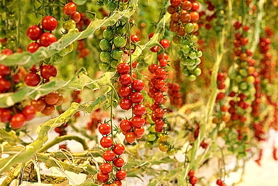 Круглый год в магазинах! Как выращивают овощи в тепличном хозяйстве \"ДОРОРС\"