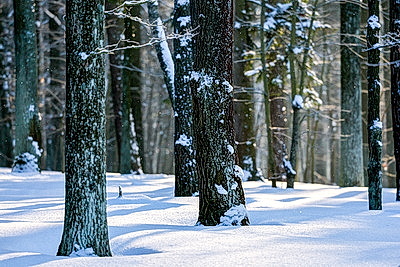 Зимний пейзаж