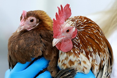 Какие качества нужны будущему ветеринару, рассказала студентка Витебской ветакадемии и продолжатель семейной династии