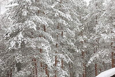 Зимний день в Березинском биосферном заповеднике