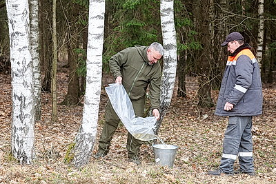 В Гродненской области приступили к заготовке березового сока