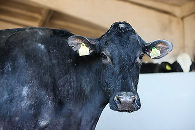 Более 130 тонн молока за жизнь и 55 литров в сутки! Необычная корова-долгожитель с нежной кличкой живет в Беларуси