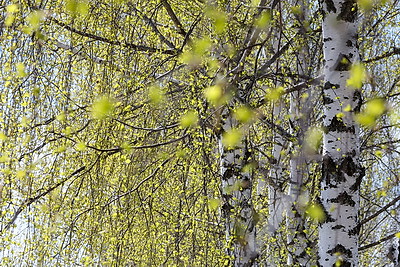 \"Хочется всем показать, как мы живем\". Как Новые Самотевичи развиваются спустя 40 лет после ЧАЭС