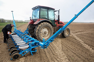 \"Погода испытывает на прочность, но мы не пасуем\". В Быховском районе активно сеют кукурузу на зерно