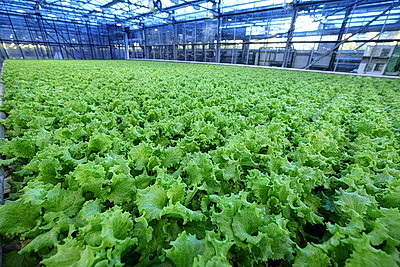 Урожай свежих огурцов, помидоров, салата, зелени собирают в Полоцком районе