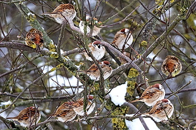 Зимний пейзаж в Докшицком районе